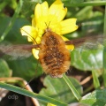 Bee fly (Bombylius major) Alan Prowse